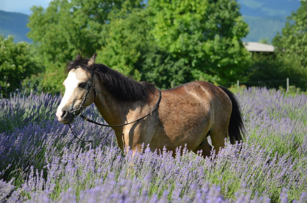 Agriturismo Domus Magna Povoletto Kültér fotó